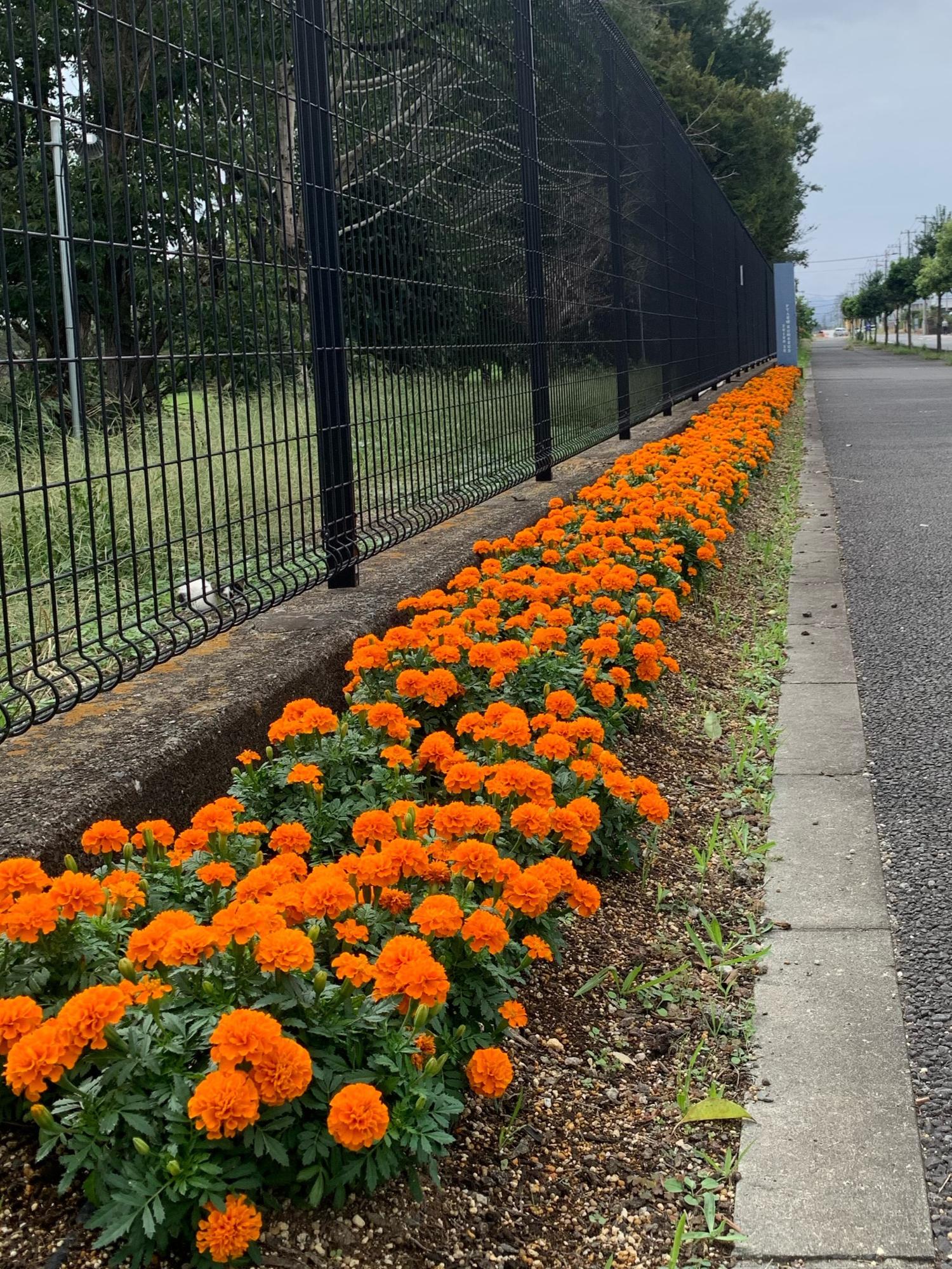東野高等学校の花壇