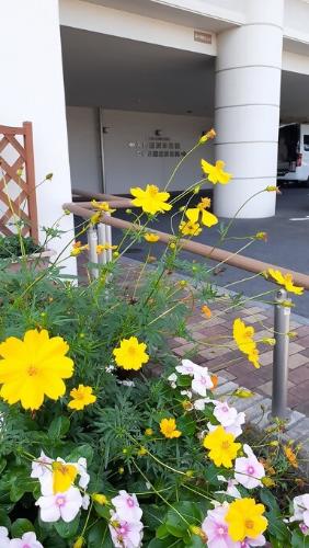 入間藤沢幸楽園の花壇