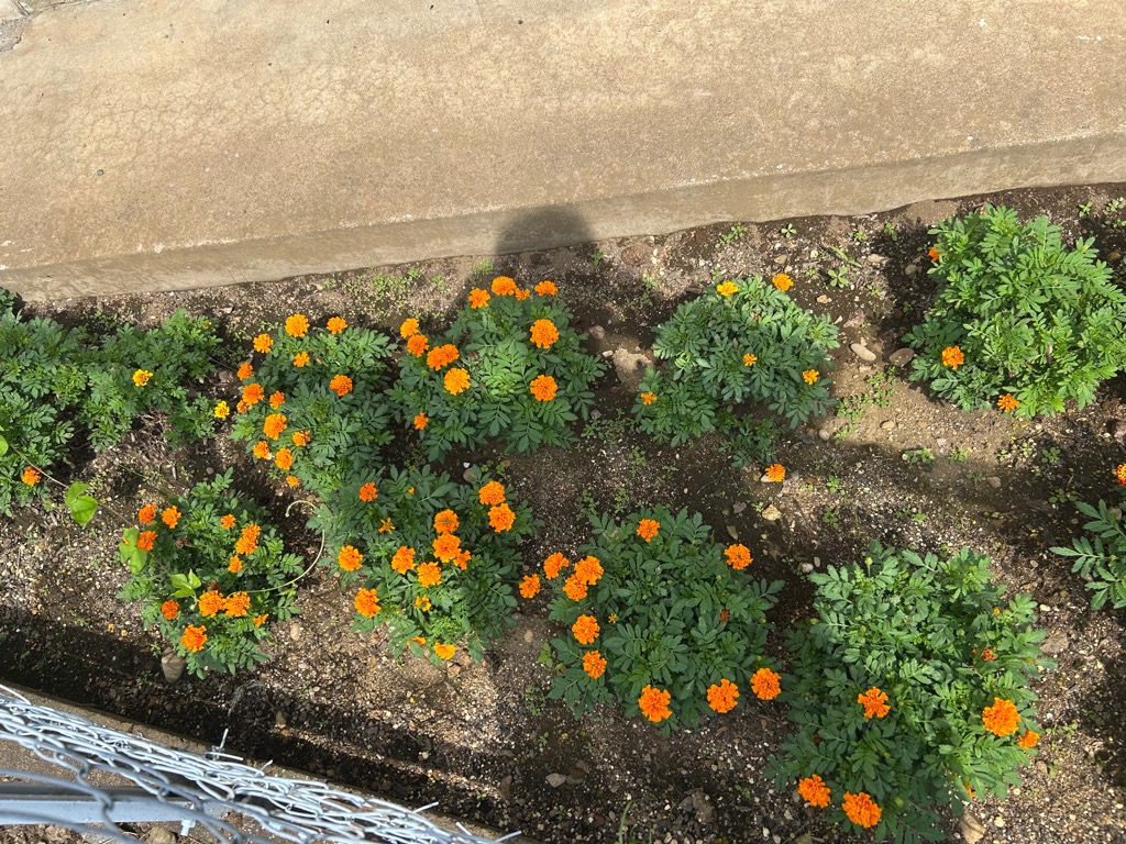 金子郵便局の花壇