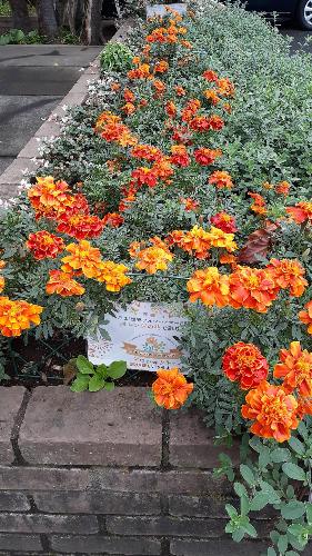 澤田医院の花壇