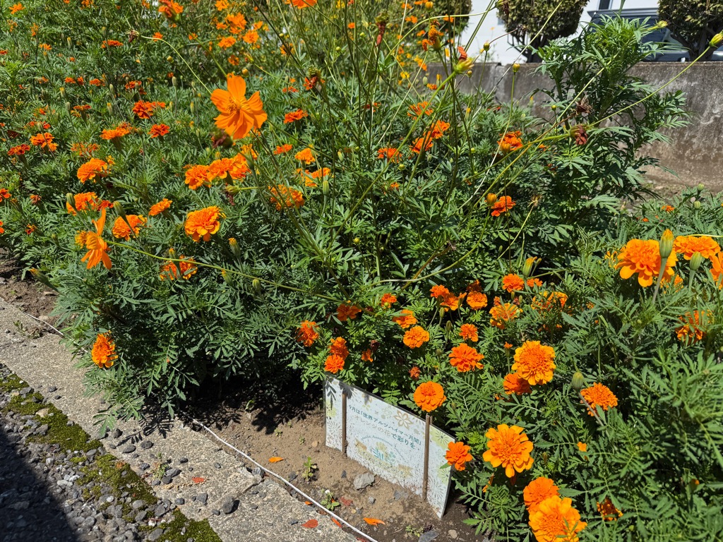 扇町屋地区センターの花壇