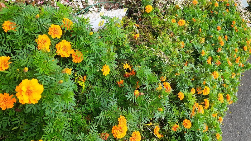 澤田医院の花壇