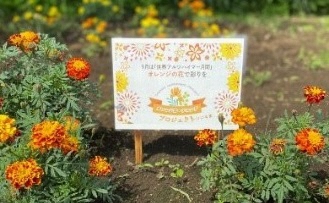 地面にたくさん植えられたオレンジの花の写真