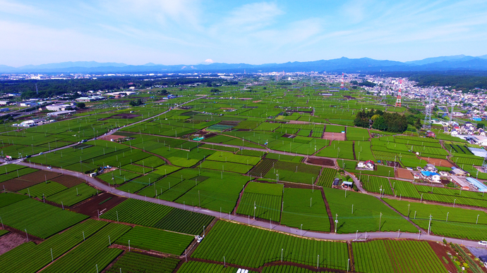 緑色の茶畑が広がる風景を上空から撮影した写真