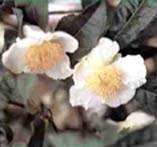 中央が黄色で、白い大きな花びらの茶の花が2つ咲いている写真