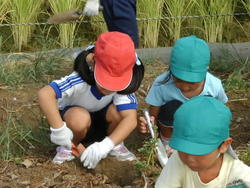 赤い帽子と青い帽子をかぶった園児が土いじりをしている写真