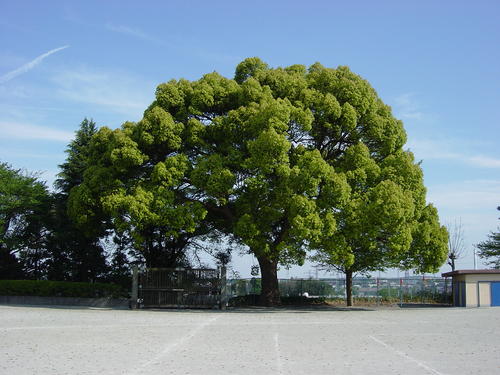 東金子小学校の楠の写真
