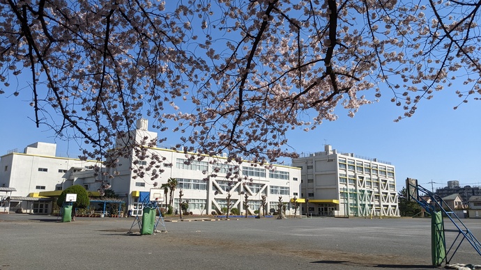 藤沢小学校と桜の写真