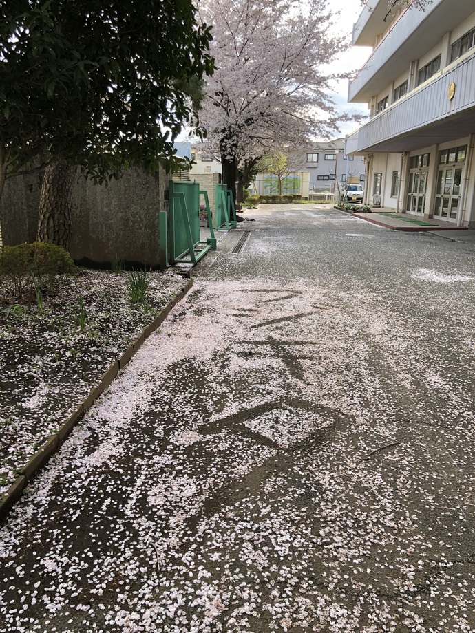 藤沢北小学校の昇降口前に積もった桜で書かれた「フジキタ」の文字の写真