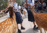 修学旅行鹿せんべい