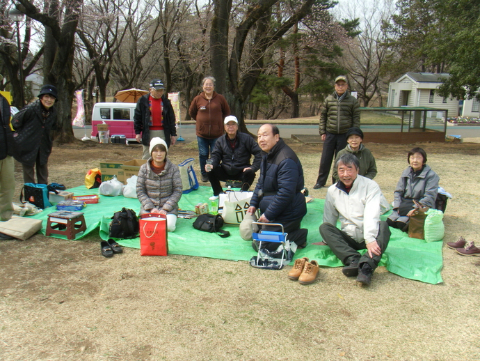 大きめの公園の中に舗装された道路があり、その道路の脇に桜の木が等間隔で植えられている。また、桜の木の傍は芝生の広場になっており、いちの会のメンバー10人ほどが、芝生にシートを拡げてお花見を楽しんでいる写真。