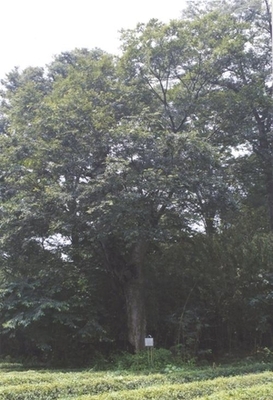 大きな木とその根元に立つ看板を引きで写した写真