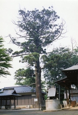 神社の敷地内に生える大きな杉の木の写真