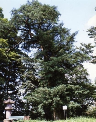 大きなカヤの木と白い看板と石灯篭を視野に納めた写真