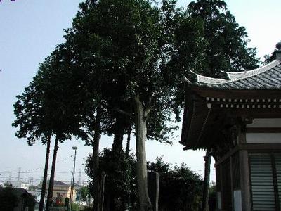お寺の脇に植えられた背の高い木の写真